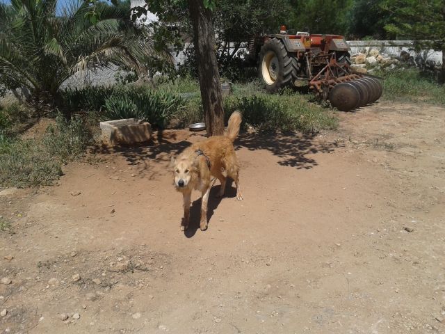 Monopoli: denunciato per maltrattamento di animali in contrada l’Assunta