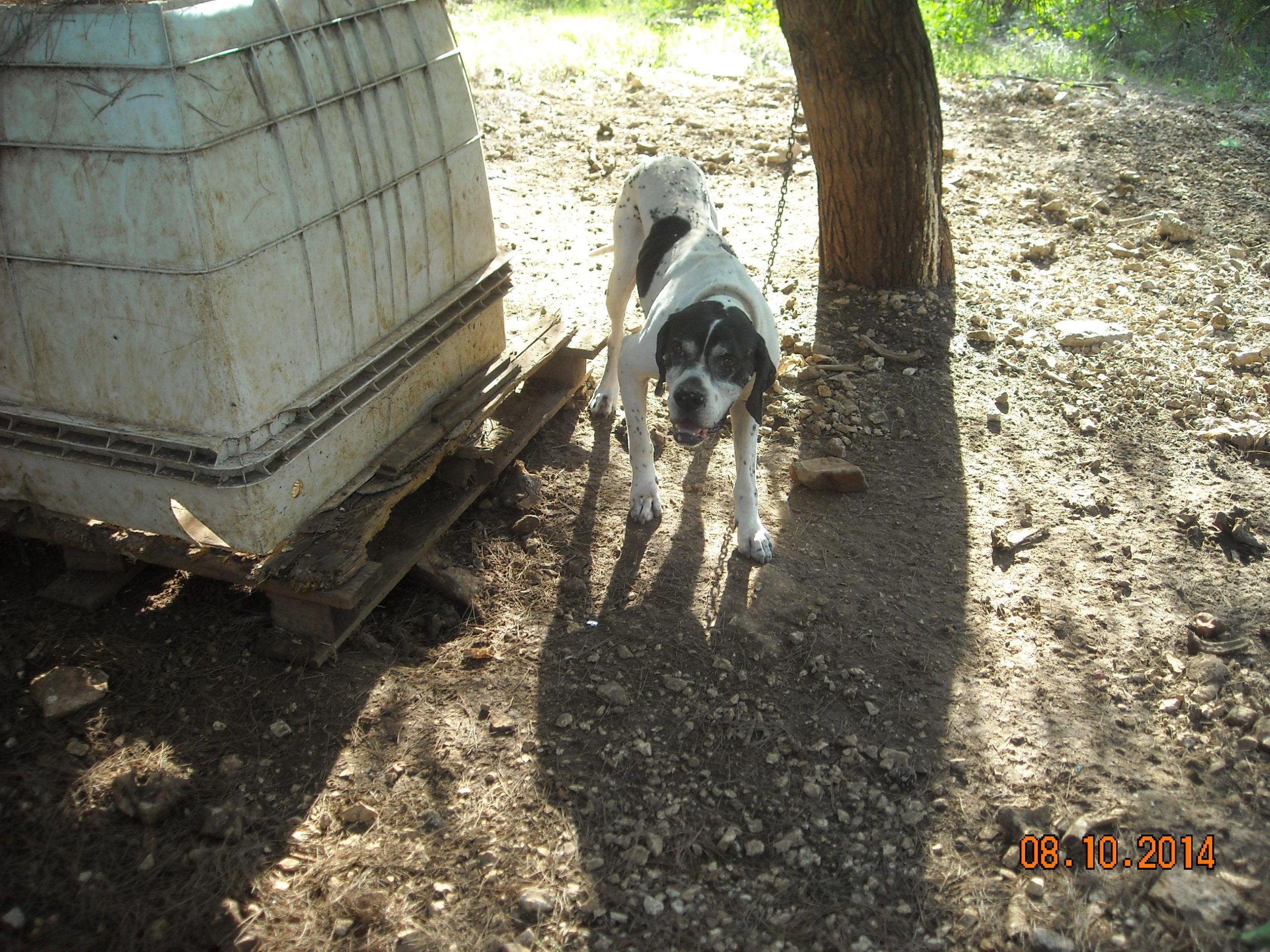 Maltrattamento di animali, una denuncia nel barese dopo segnalazione di “Striscia la Notizia”