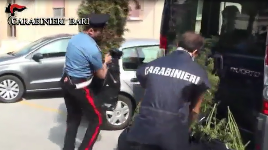 Blitz dei Carabinieri in una masseria, sequestrate 200 piante di marijuana e un arresto