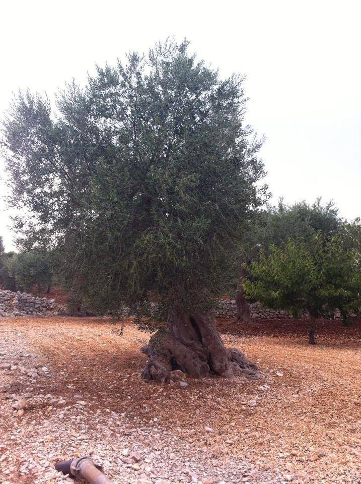 A Polignano a Mare, tra racconti e residenze d’artista