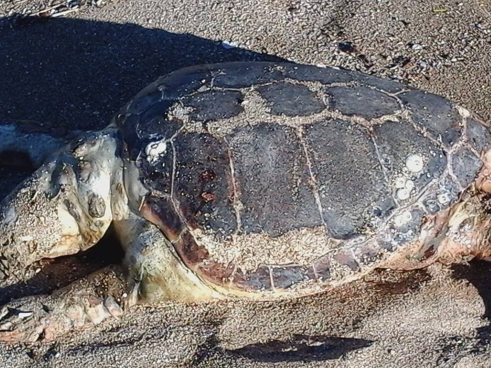 tartaruga-spiaggiata