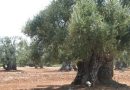 Xylella: fuori da area di quarantena Alberobello e Massafra, così in una nota della Coldiretti Xylella: fuori da area di quarantena Alberobello e Massafra, così in una nota della Coldiretti