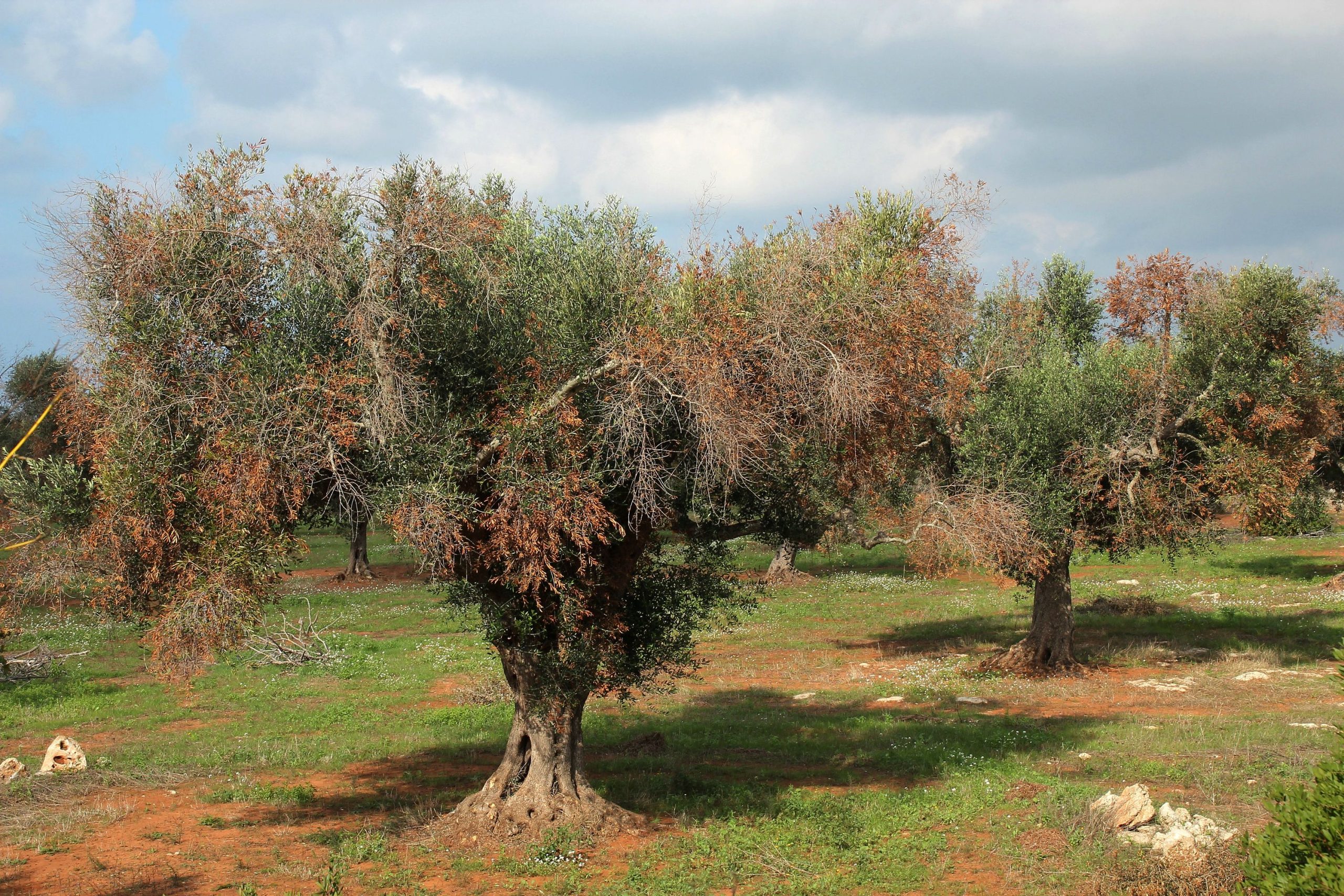 xylella