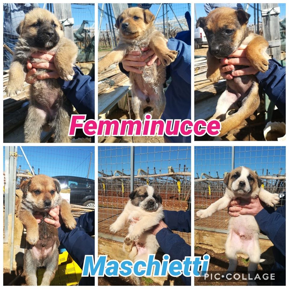 Conversano, 6 cuccioli da adottare, appello LdC