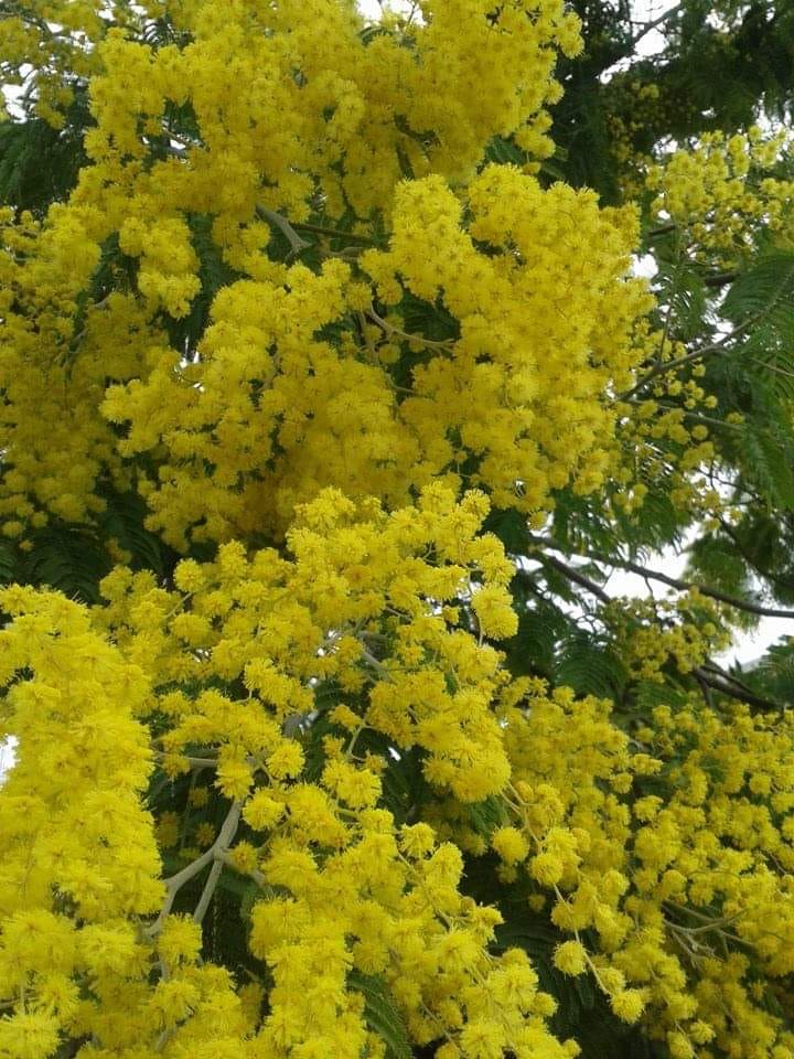 Auguri a tutte le Donne, revocati gli eventi