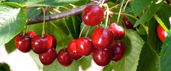 Conversano, battute a 7 e 8 euro le ciliegie Bigarreau