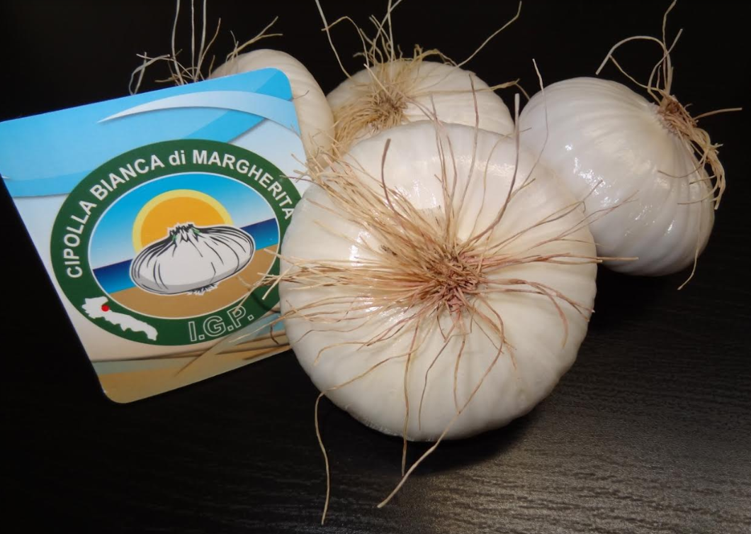 Tutto pronto per la raccolta della Cipolla Bianca