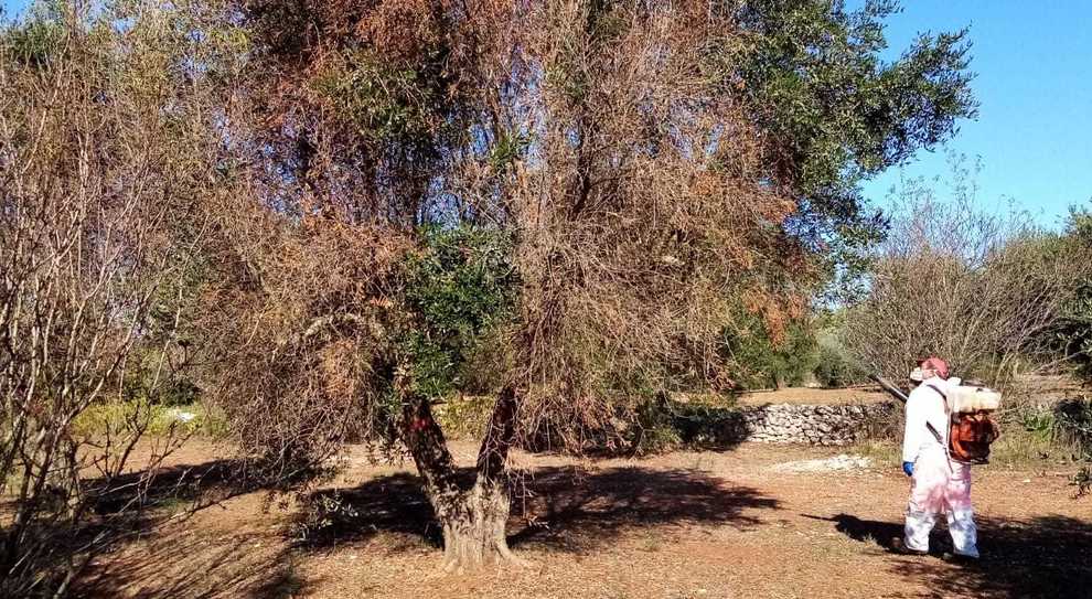 4830860_1522_xylella_albero