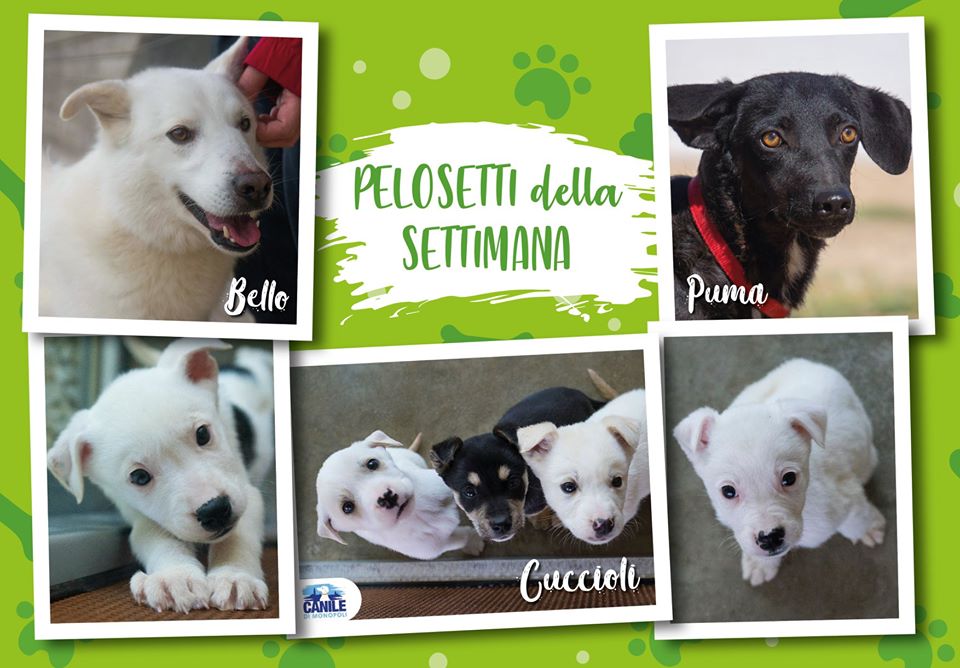 Il canile di Monopoli chiarisce sulle adozioni