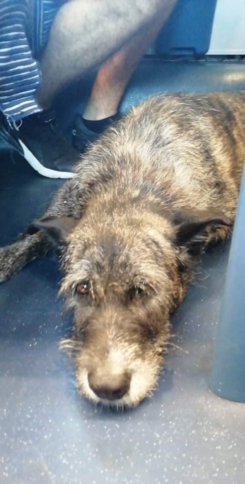 Monopoli, cane prende il treno per Bologna