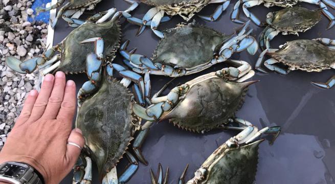 1599205921790.jpg--pescatori_baresi_alle_prese_con_l_incubo_dei_granchi_blu (1)