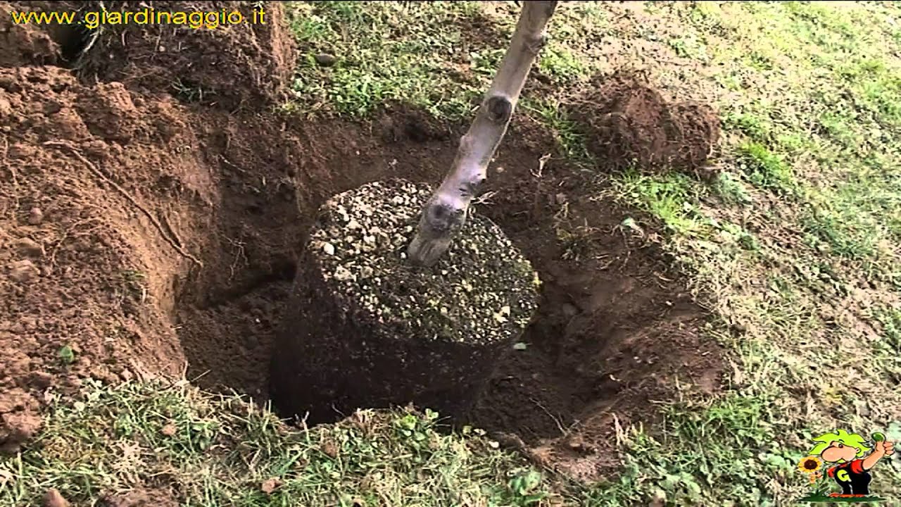 Lovascio, primo atto: piantati 32 alberi