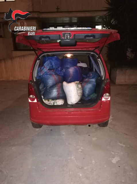 Denunciati due coniugi per furto di olive