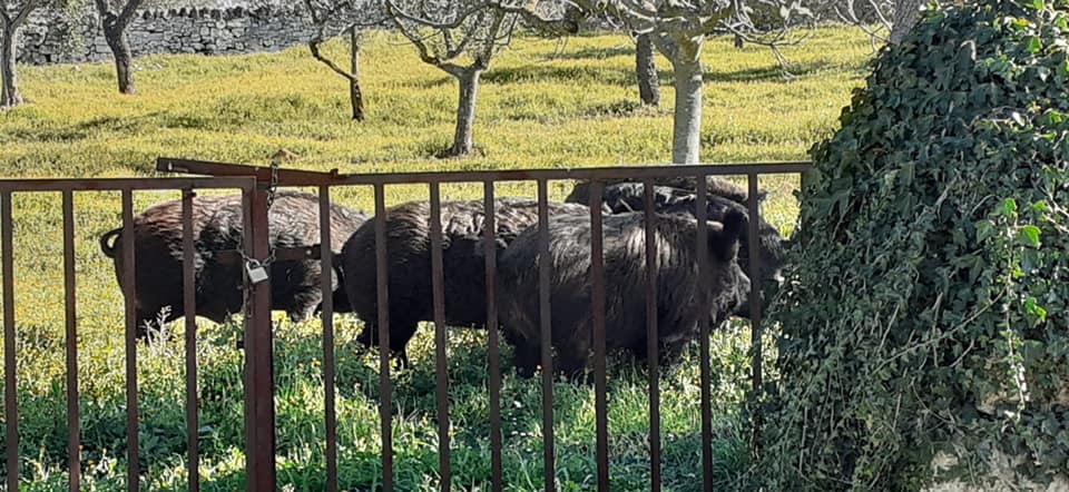 Monopoli, “attenti ai cinghiali”