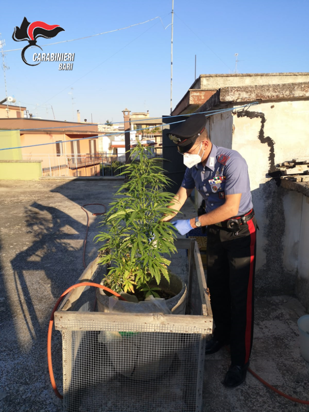 Tenta di disfarsi dello stupefacente lanciandolo dalla finestra. Arrestato dai carabinieri spacciatore 23enne.