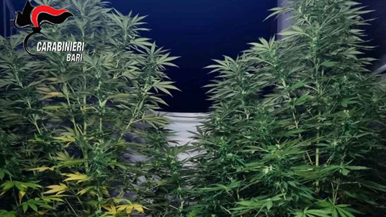 Conversano, operazione antidroga, arrestato 20enne