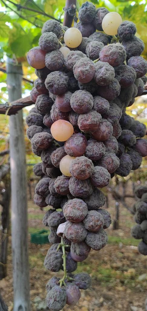 Puglia ortofrutticola, è crisi profonda