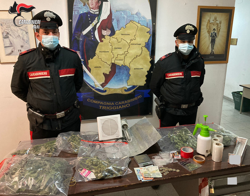 Capurso, arrestato 25enne, coltivava “cannabis indica”