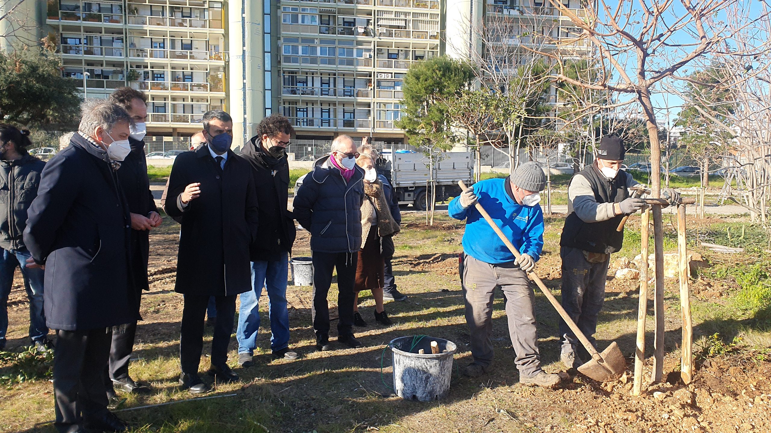 Bari, in via Diomede Fresa le prime piantumazioni dei carrubi donati dalla BCC