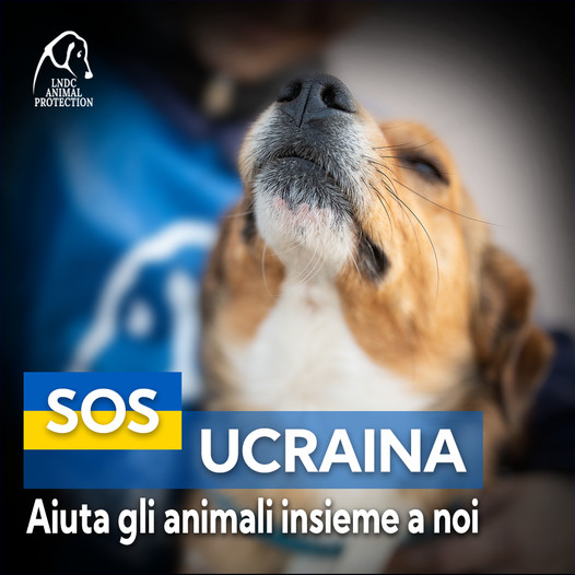 Monopoli, raccolta a favore degli animali in Ucraina