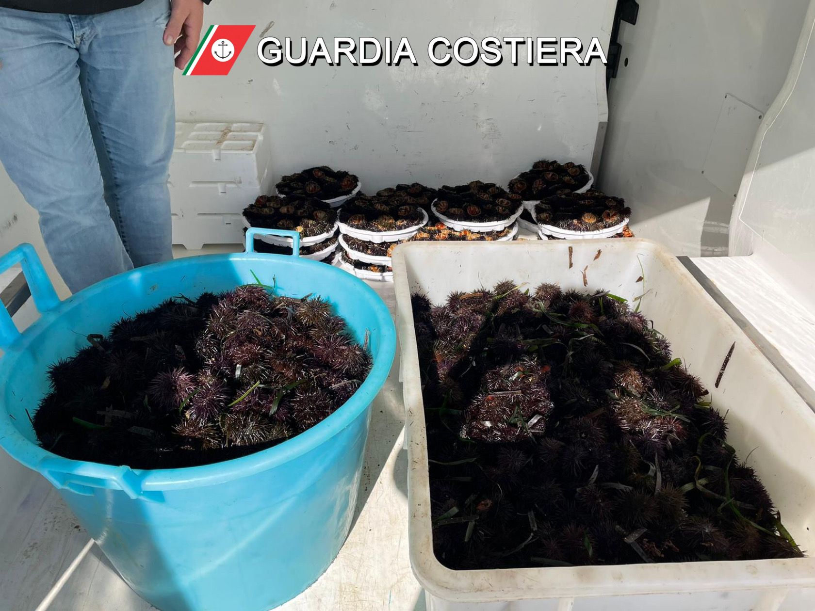 Controlli della guardia costiera sulla filiera della pesca: sequestro di 5000 ricci a Bari