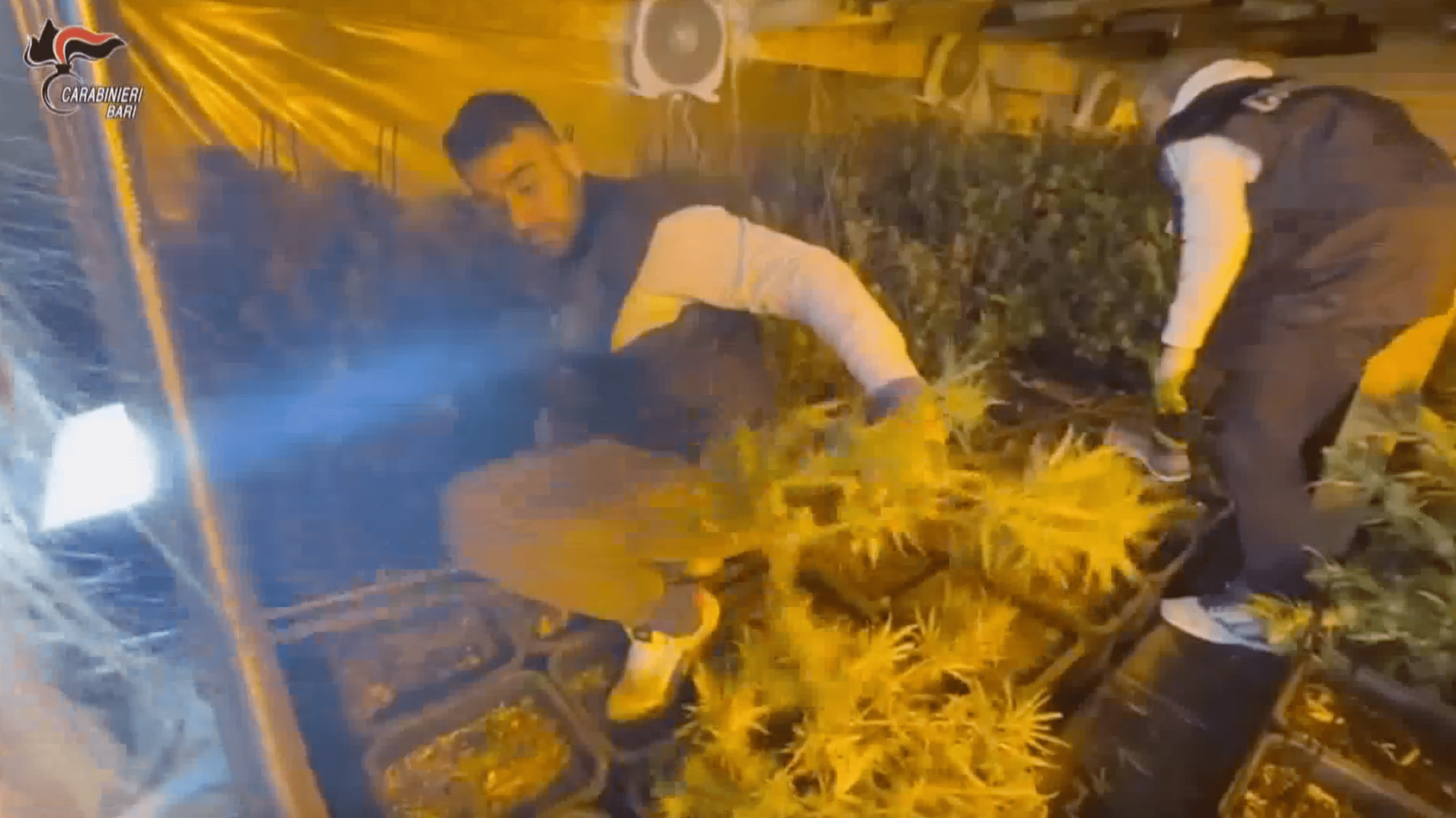 Palo del Colle: 2 arresti dei Carabinieri. Scoperta una maxi serra indoor di canapa indica