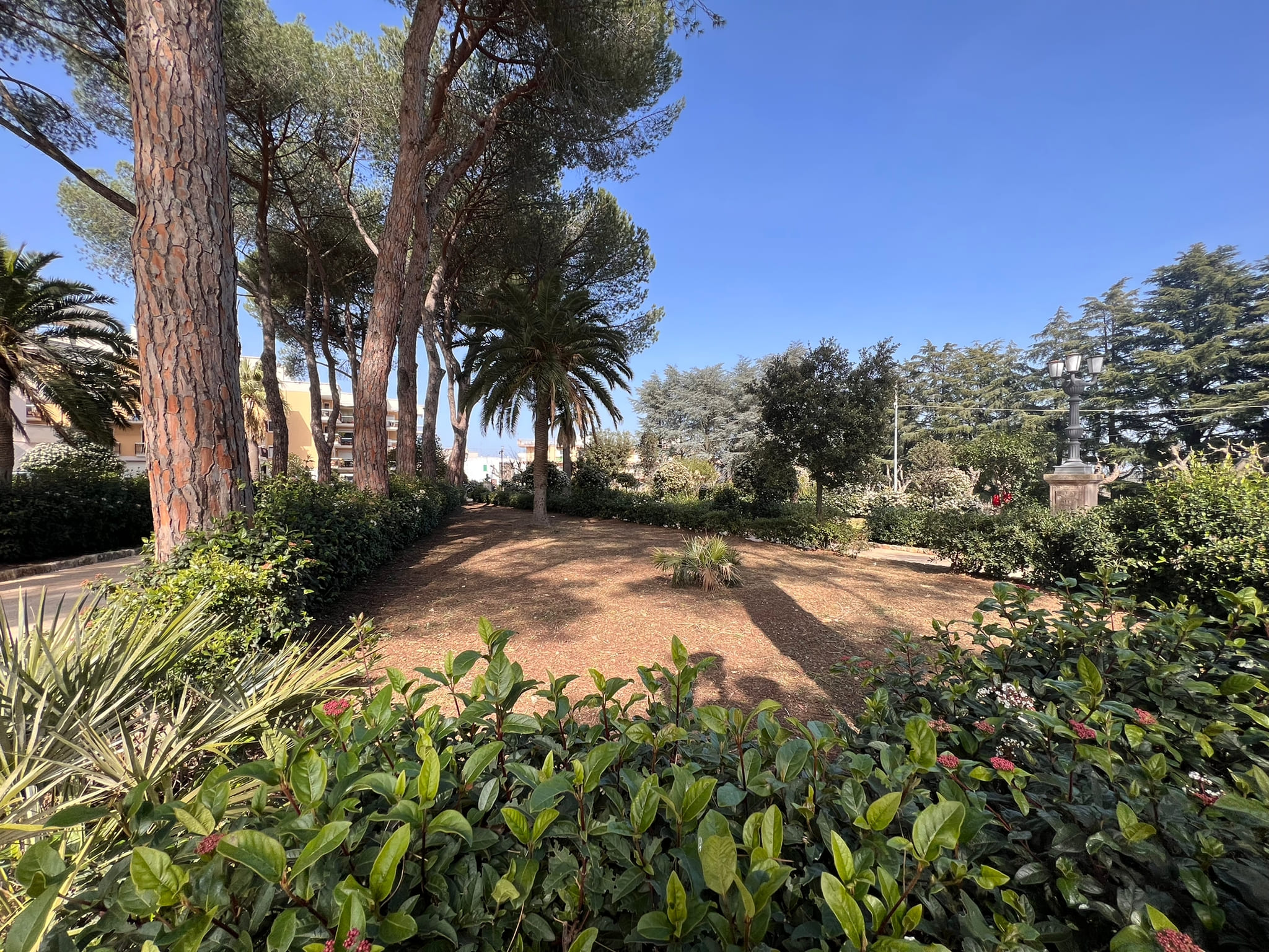Castellana Grotte: Giornata Internazionale delle foreste, tre nuovi alberi in villa Comunale Tacconi