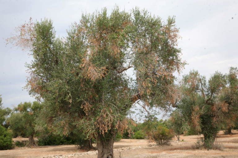 olivo-con-disseccamenti-causati-da-xylella-768x512