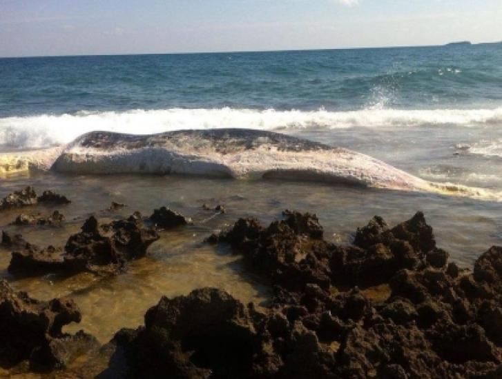 Polignano, spesi 1400 euro per custodire i resti del capidoglio spiaggiato qualche anno fa,il commento di Ivan Simone di Noi al Centro