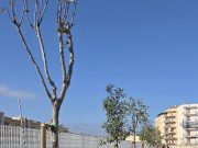 Monopoli, cento nuovi alberi per ridisegnare il volto verde della città