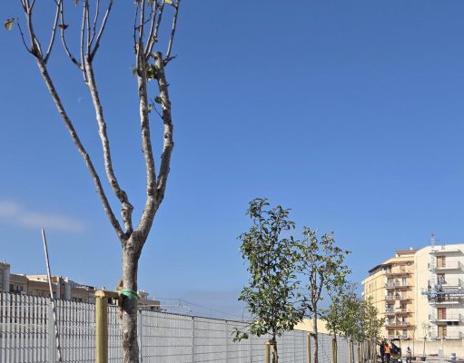 Monopoli, cento nuovi alberi per ridisegnare il volto verde della città